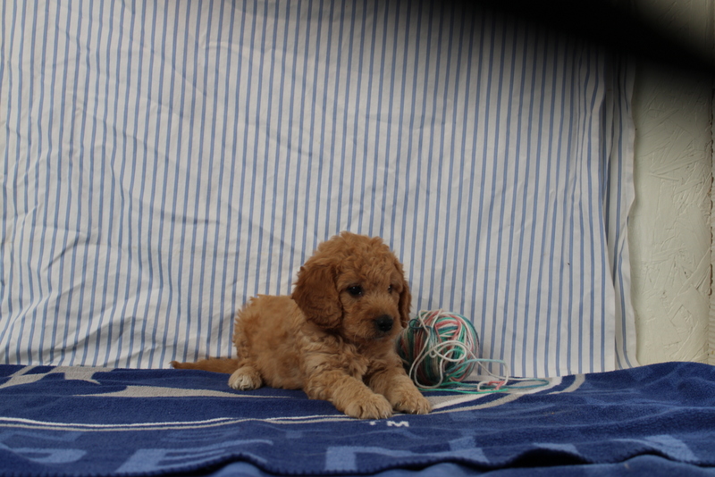puppy, for, sale, Mini Golden Doodle F1, Matthew B. Stoltzfus, dog, breeder, Gap, PA, dog-breeder, puppy-for-sale, forsale, nearby, find, puppyfind, locator, puppylocator, aca